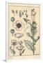 Botanical Illustration of the Poppy, with Flower Parts, Opium Pod, 1897 (Lithograph)-Eugene Grasset-Framed Giclee Print