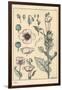 Botanical Illustration of the Poppy, with Flower Parts, Opium Pod, 1897 (Lithograph)-Eugene Grasset-Framed Giclee Print