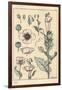 Botanical Illustration of the Poppy, with Flower Parts, Opium Pod, 1897 (Lithograph)-Eugene Grasset-Framed Giclee Print