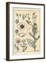 Botanical Illustration of the Poppy, with Flower Parts, Opium Pod, 1897 (Lithograph)-Eugene Grasset-Framed Giclee Print