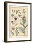 Botanical Illustration of the Poppy, with Flower Parts, Opium Pod, 1897 (Lithograph)-Eugene Grasset-Framed Giclee Print