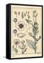 Botanical Illustration of the Poppy, with Flower Parts, Opium Pod, 1897 (Lithograph)-Eugene Grasset-Framed Stretched Canvas