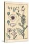 Botanical Illustration of the Poppy, with Flower Parts, Opium Pod, 1897 (Lithograph)-Eugene Grasset-Stretched Canvas