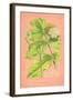 Botanical Illustration on Pink-null-Framed Art Print