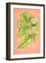 Botanical Illustration on Pink-null-Framed Art Print