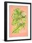 Botanical Illustration on Pink-null-Framed Art Print