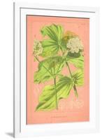 Botanical Illustration on Pink-null-Framed Art Print