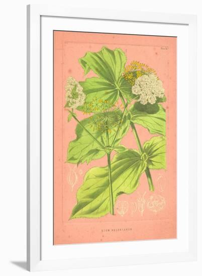 Botanical Illustration on Pink-null-Framed Art Print