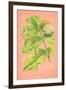 Botanical Illustration on Pink-null-Framed Art Print