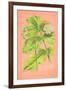 Botanical Illustration on Pink-null-Framed Art Print