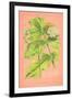 Botanical Illustration on Pink-null-Framed Art Print