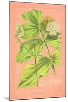 Botanical Illustration on Pink-null-Mounted Art Print