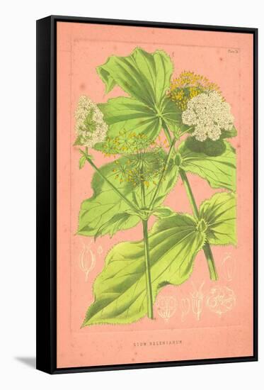 Botanical Illustration on Pink-null-Framed Stretched Canvas