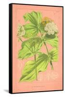 Botanical Illustration on Pink-null-Framed Stretched Canvas