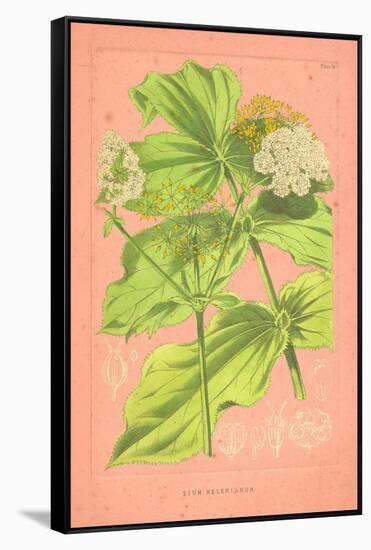 Botanical Illustration on Pink-null-Framed Stretched Canvas