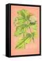 Botanical Illustration on Pink-null-Framed Stretched Canvas