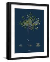 Botanical Illustration-null-Framed Giclee Print