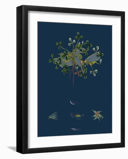 Botanical Illustration-null-Framed Giclee Print
