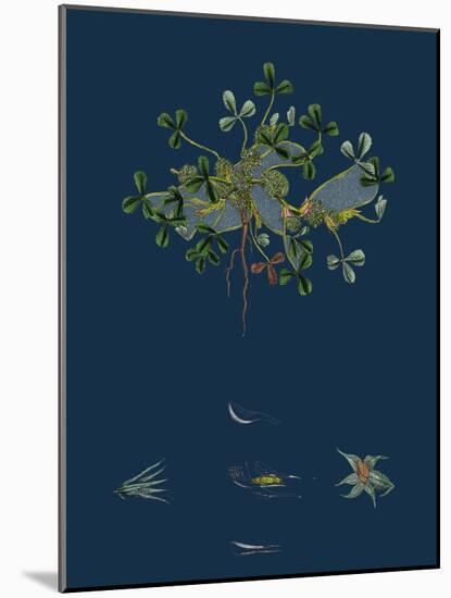 Botanical Illustration-null-Mounted Giclee Print