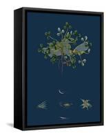 Botanical Illustration-null-Framed Stretched Canvas