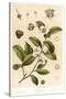 Botanical Image of Tea Plant-null-Stretched Canvas