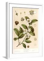 Botanical Image of Tea Plant-null-Framed Art Print