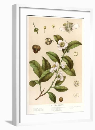 Botanical Image of Tea Plant-null-Framed Art Print