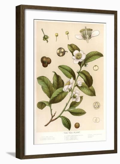 Botanical Image of Tea Plant-null-Framed Art Print