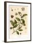 Botanical Image of Tea Plant-null-Framed Art Print