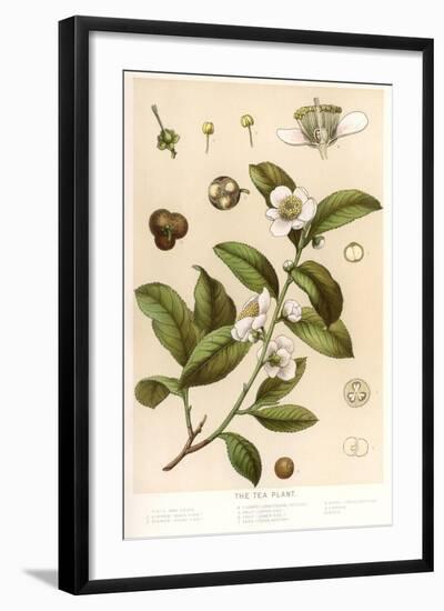 Botanical Image of Tea Plant-null-Framed Art Print