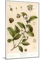 Botanical Image of Tea Plant-null-Mounted Art Print