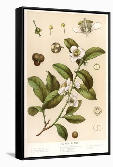 Botanical Image of Tea Plant-null-Framed Stretched Canvas