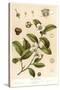 Botanical Image of Tea Plant-null-Stretched Canvas