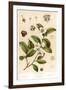 Botanical Image of Tea Plant-null-Framed Art Print