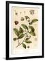 Botanical Image of Tea Plant-null-Framed Art Print