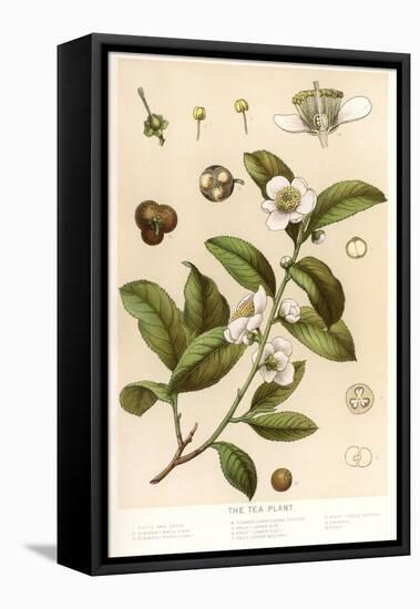 Botanical Image of Tea Plant-null-Framed Stretched Canvas