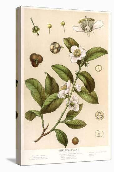 Botanical Image of Tea Plant-null-Stretched Canvas