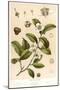 Botanical Image of Tea Plant-null-Mounted Art Print