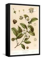 Botanical Image of Tea Plant-null-Framed Stretched Canvas