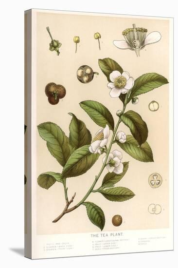 Botanical Image of Tea Plant-null-Stretched Canvas