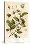 Botanical Image of Tea Plant-null-Stretched Canvas