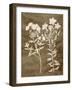 Botanical in Taupe I-Vision Studio-Framed Art Print