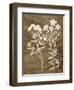 Botanical in Taupe I-Vision Studio-Framed Art Print