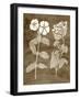 Botanical in Taupe IV-Vision Studio-Framed Art Print