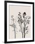 Botanical Inspiration 1-Doris Charest-Framed Art Print