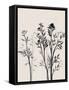 Botanical Inspiration 1-Doris Charest-Framed Stretched Canvas