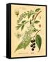 Botanical IV-N. Harbick-Framed Stretched Canvas