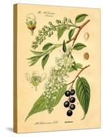 Botanical IV-N. Harbick-Stretched Canvas