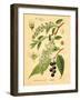 Botanical IV-N. Harbick-Framed Art Print