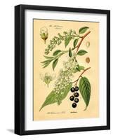 Botanical IV-N. Harbick-Framed Art Print